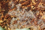 Helicobasidium corticioides image