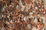Helicobasidium corticioides image