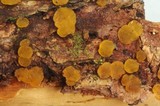 Dacrymyces variisporus image