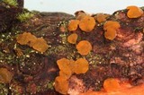 Dacrymyces variisporus image