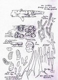 Dacrymyces variisporus image