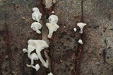 Hemimycena hirsuta image