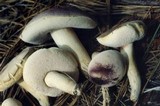 Tylopilus williamsii image