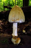 Coprinopsis variegata image
