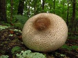 Agaricus placomyces image