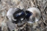 Panaeolus subbalteatus image