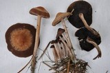 Panaeolus subbalteatus image
