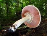 Agaricus placomyces image