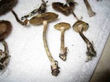 Psilocybe stuntzii image