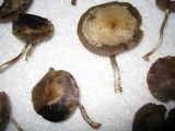 Psilocybe stuntzii image