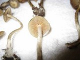 Psilocybe stuntzii image