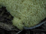 Fuligo septica image
