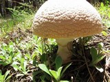 Amanita muscaria var. formosa image
