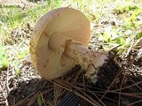 Amanita muscaria var. formosa image