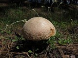 Amanita muscaria var. formosa image