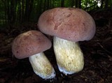 Tylopilus rubrobrunneus image