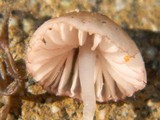 Mycena capillaripes image