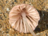 Mycena capillaripes image