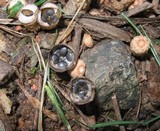 Cyathus stercoreus image