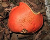 Gyroporus ballouii image