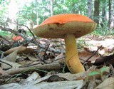 Gyroporus ballouii image