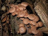 Gymnopus fasciatus image