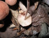 Gymnopus fasciatus image