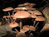 Gymnopus fasciatus image