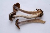Cortinarius lucorum image