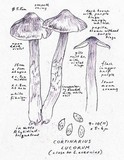 Cortinarius lucorum image