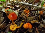 Hygrocybe psittacina var. perplexa image