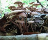 Gymnopus fasciatus image