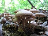 Gymnopus fasciatus image