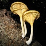 Chrysomphalina strombodes image