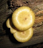 Chrysomphalina strombodes image