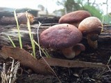 Gymnopilus purpuratus image