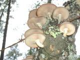 Lentinula boryana image