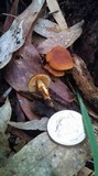 Descolea recedens image