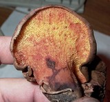 Boletinellus merulioides image