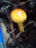 Cortinarius sinapicolor image