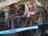 Laccaria bicolor image