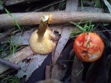 Amanita xanthocephala image