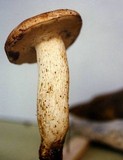 Retiboletus griseus image