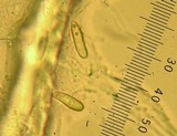 Retiboletus griseus image