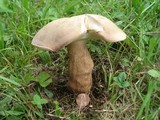 Tylopilus rubrobrunneus image