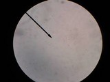 Tylopilus rubrobrunneus image