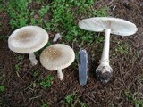 Amanita multisquamosa image