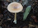 Amanita amerifulva image