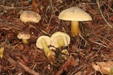 Tricholoma sulphureum image