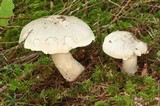 Tricholoma pardinum image